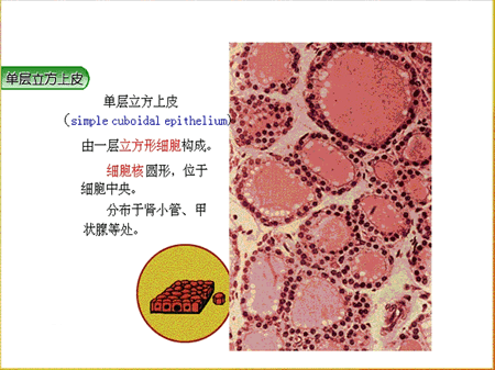 ②单层立方上皮(展开图片)