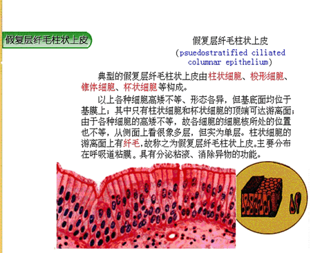 ⑤假复层纤毛柱状上皮(展开图片)