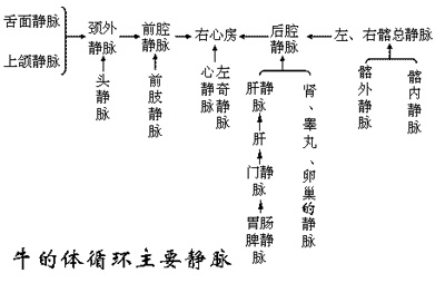 第四章 循环系统