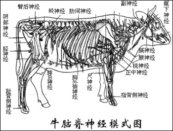 课程讲解-动物解剖与组织胚胎学