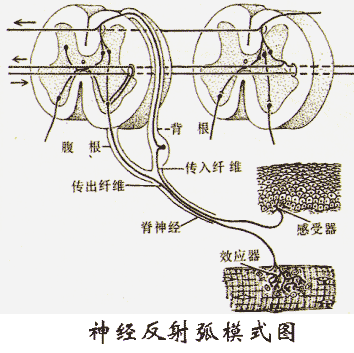 第十章 神经系统和内分泌腺; dvd中枢神经系统疾病的mri诊断(卫生部