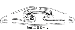 课程讲解-动物解剖与组织胚胎学