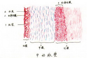 5.固有结缔组织