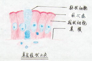 5.固有结缔组织