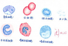 第二篇 动物组织学