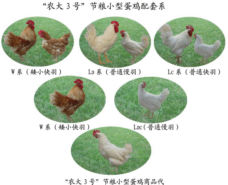 追求某遗传特徵时也常用三系杂交