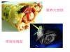 情人节玫瑰vs.天津大煎饼