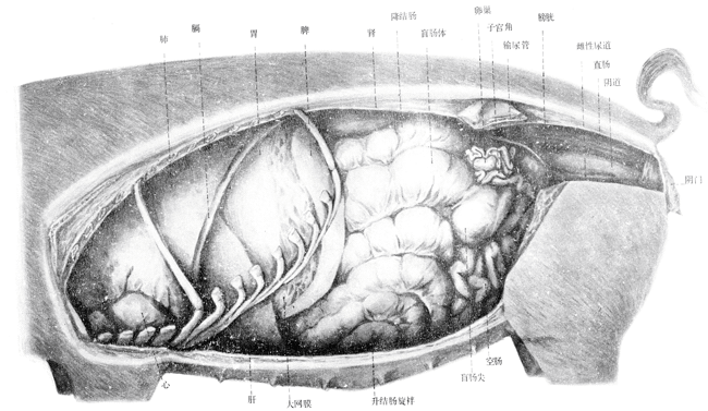 母猪产道的结构图片