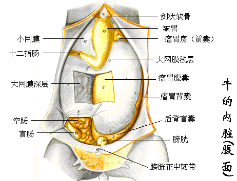 盆腔脏器解剖图图片
