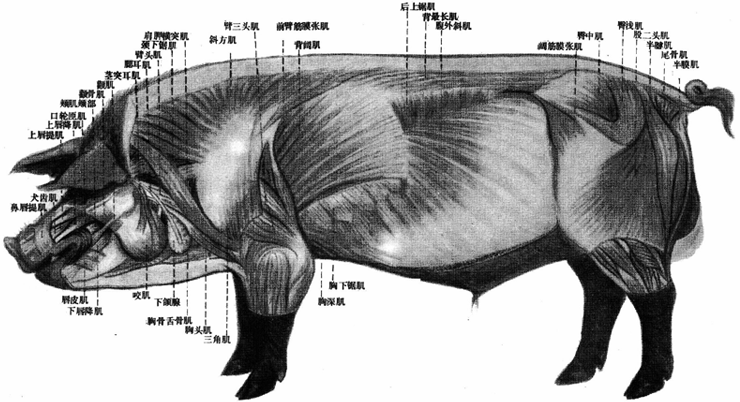 课程讲解-动物解剖与组织胚胎学