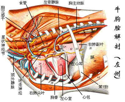 牛动脉血管图图片