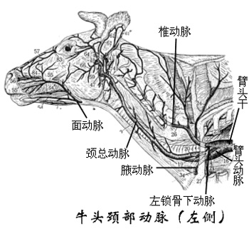 牛动脉血管图图片