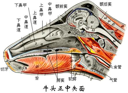 课程讲解-动物解剖与组织胚胎学