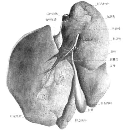 猪肝结构图图片