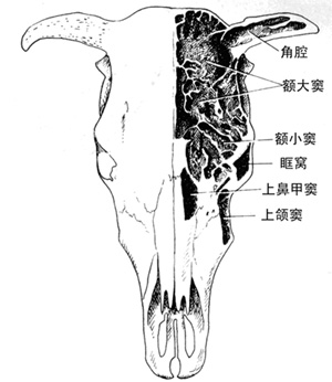 动物窦房结位于图片