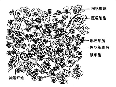 小茴香网状细胞图片