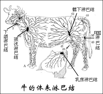 牛头淋巴结图片位置图片