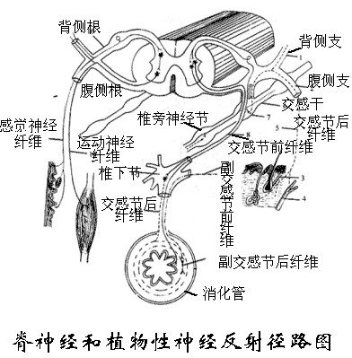 課程講解-動物解剖與組織胚胎學