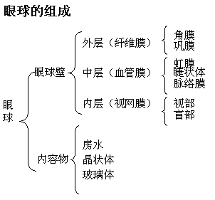 1 眼球壁由三层组成,从外向内依次为纤维膜,血管膜和视网膜