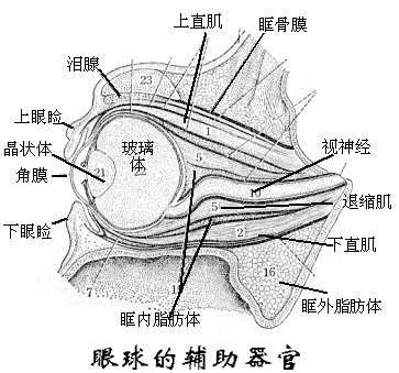 眼球壁眼球是視覺器官的主要部分,位於眼眶內,呈前,後略扁的球形