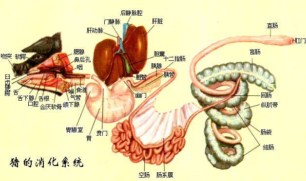 猪胰和猪脾解剖图图片