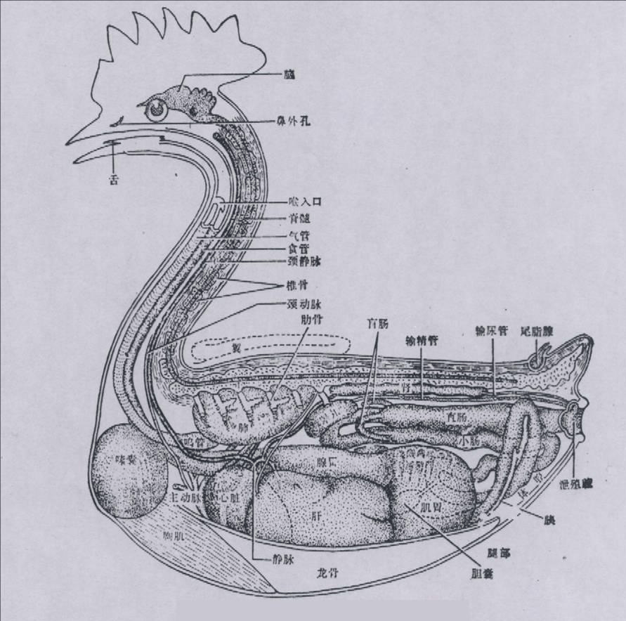 鸡的器官名称解剖图图片