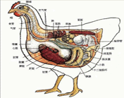 鸡右侧肺和气囊        产蛋母鸡生殖